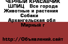 ЧЕРНЫЙ КРАСАВЧИК ШПИЦ - Все города Животные и растения » Собаки   . Архангельская обл.,Мирный г.